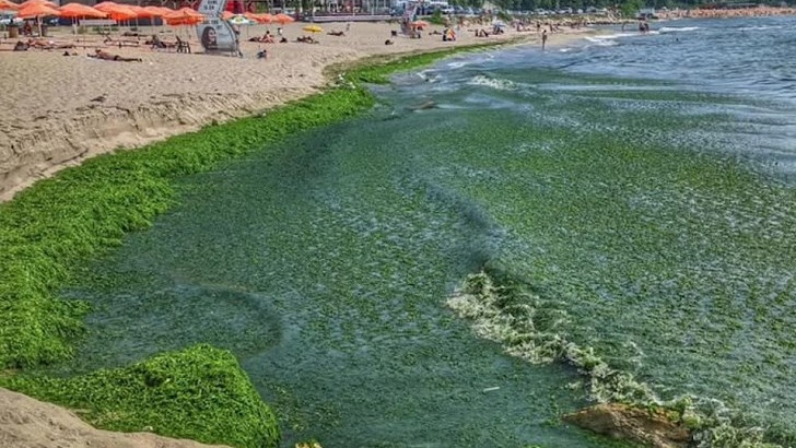 Морето цъфна, идва мъртвакът