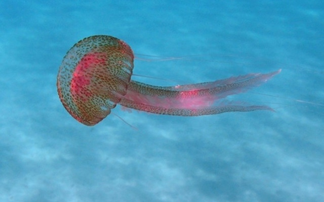 Отровни лилави медузи превземат морето край Солун, Катерини и Халкидики