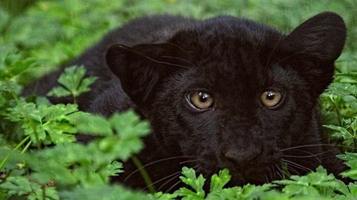 Спряха акцията за черния леопард до Шумен