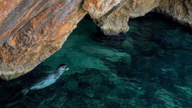 Рядък морски бозайник, обявен за изчезнал у нас, бе заснет край Приморско