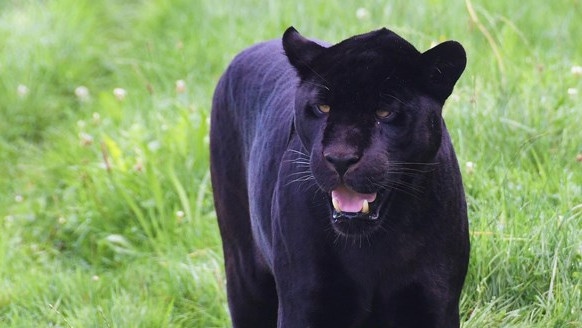 Сформираха щаб за издирване на черния леопард в Силистренско