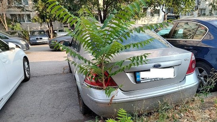 Дърво проби багажник на изоставена кола в София