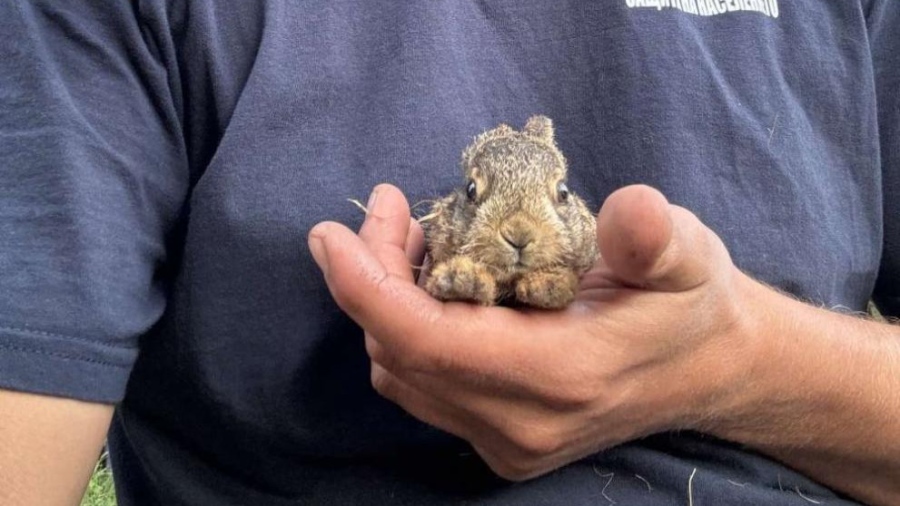Шанс за живот: Доброволец спаси две бебета-зайчета от пожар край Вакарел