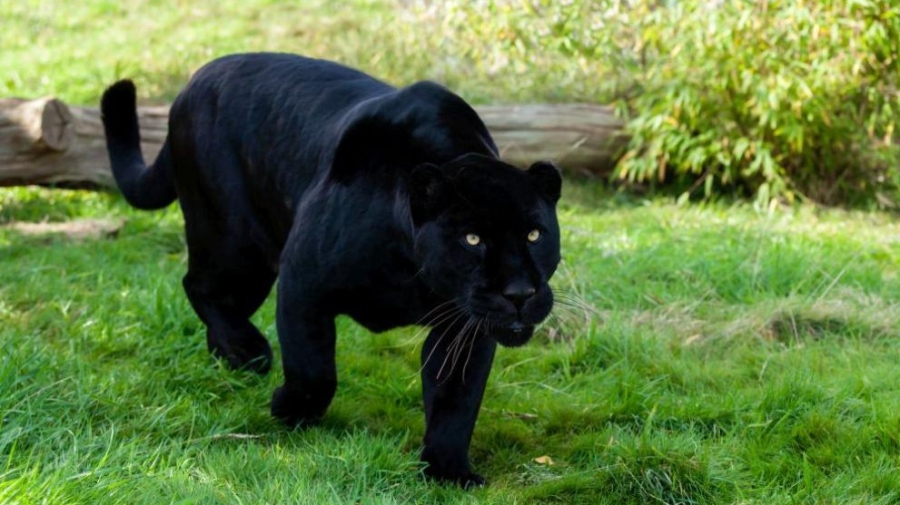 Има ли такова животно: Отново видяха леопарда на Шуменското плато