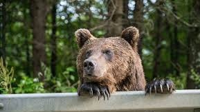 Мечка е забелязана по улиците в Ловеч