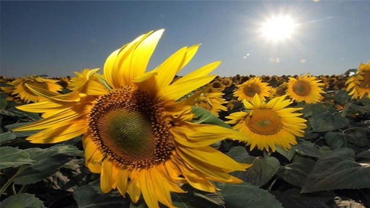 Реколтата от слънчоглед е най-ниска от 15 години насам