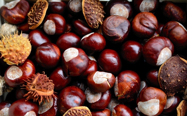 Лечителят Петър Димков: Носете няколко кестена в джоба за дълголетие