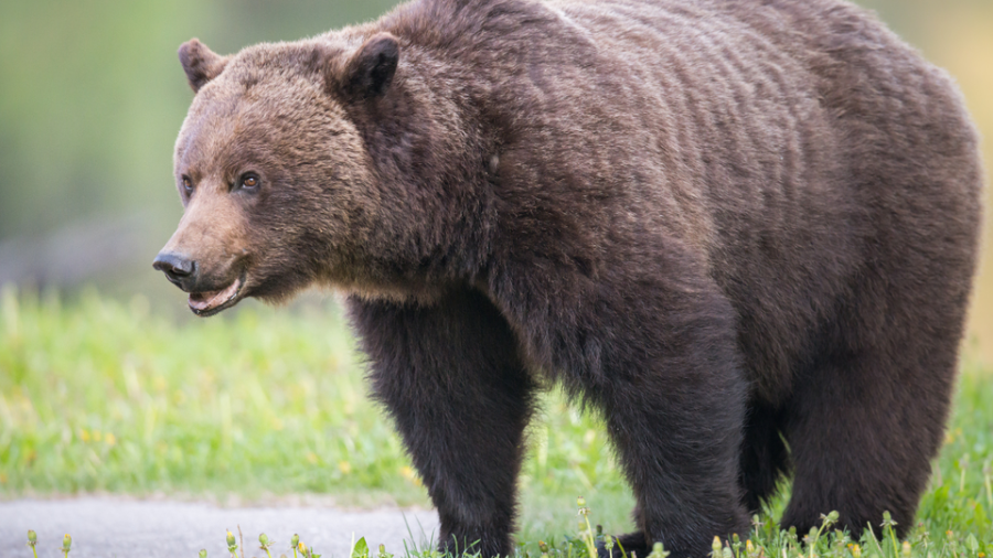 Защо мечките все повече се приближават до хората?