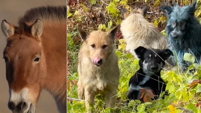 &quot;Не сме сигурни какво точно се случва”: сини кучета обитават горите около Чернобил. И изглеждат доста активни