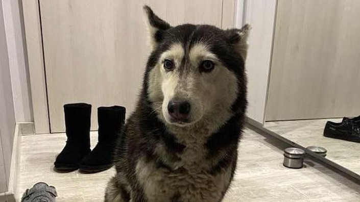 Казусът с кучето Мая стигна до прокуратурата – организиран е протест в София