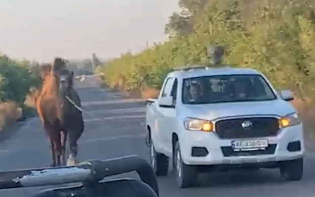 ВСУ взеха в плен камила на руския враг ВИДЕО