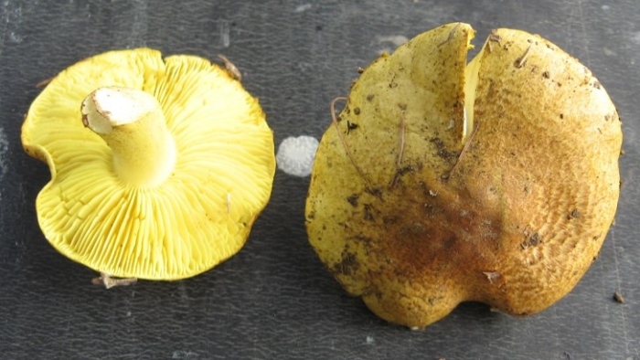 Експерт от БАН предупреди за опасни гъби &quot;лимонка&quot; и &quot;киселка&quot; по сергиите