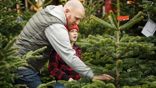 Преди Коледа: Какви са цените на коледните елхи тази година?