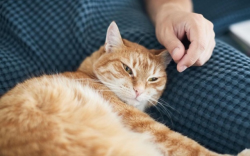 Как котките лекуват: Къде да поставите пухкавелко, за да се отървете от болести и проблеми
