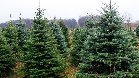 Дни преди Коледа: Какви са цените на живите коледни дръвчета?