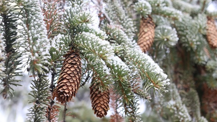 Минус 15 градуса измериха в Кнежа тази сутрин