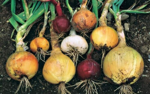 Зелен, жълт, червен, бял, праз: Кой вид лук  е най-полезен?