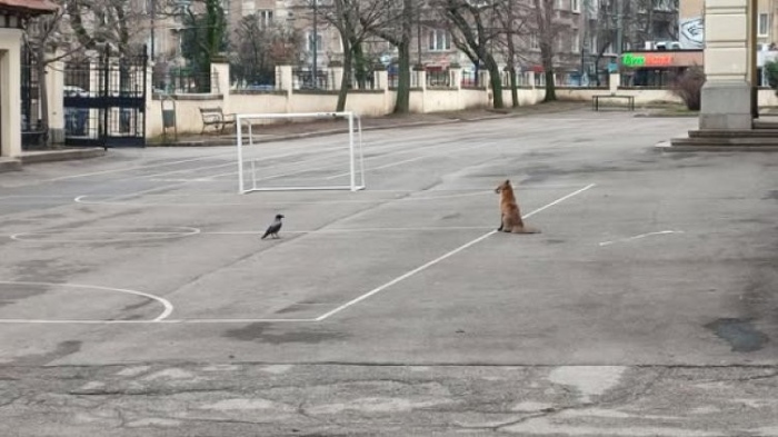 Необичайно: Лисица се разходи в двора на училище в центъра на София