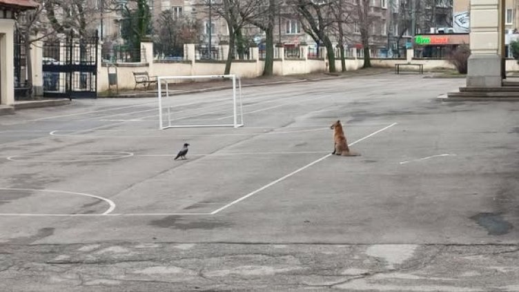 Необичайно: Лисица се разходи в двора на училище в центъра на София