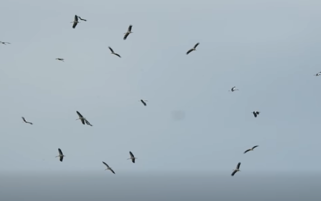 Първите щъркели вече летят над Бургас ВИДЕО