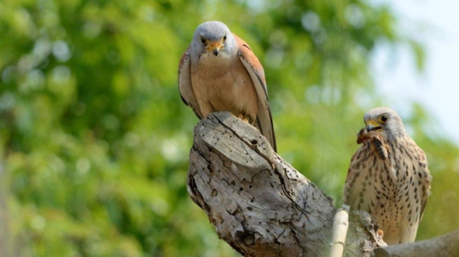 Завърна се у нас първата белошипа ветрушка
