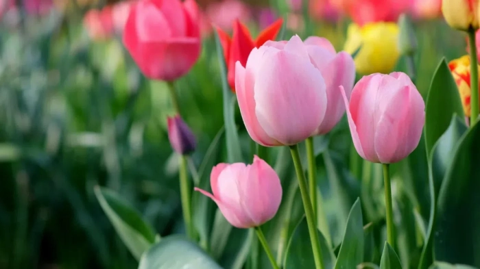 Синоптик: Истинската пролет идва около Цветница