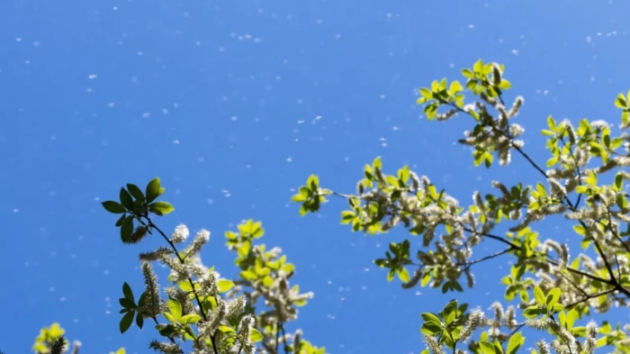 Валежите тази седмица ще изчистят полените от въздуха