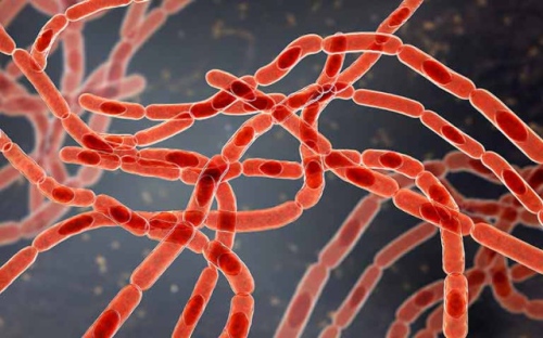 Антракс: Какви са симптомите на заразата при човек?