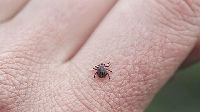 Пловдивчани "пропищяха" от кърлежи