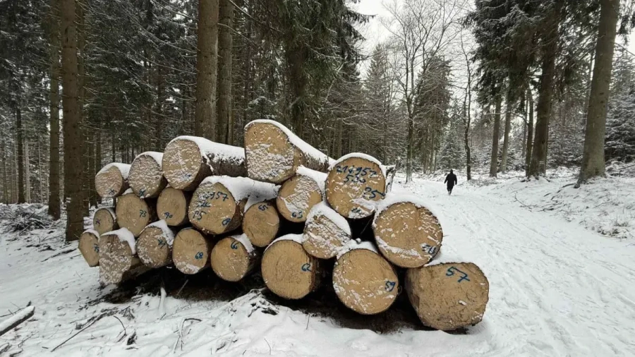 Запасът на горите у нас се е увеличил с 4,5% за последните 5 г.