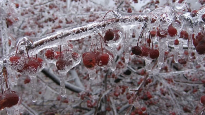 Meteo Balkans: Минус 3 градуса на 2 май, край с черешите