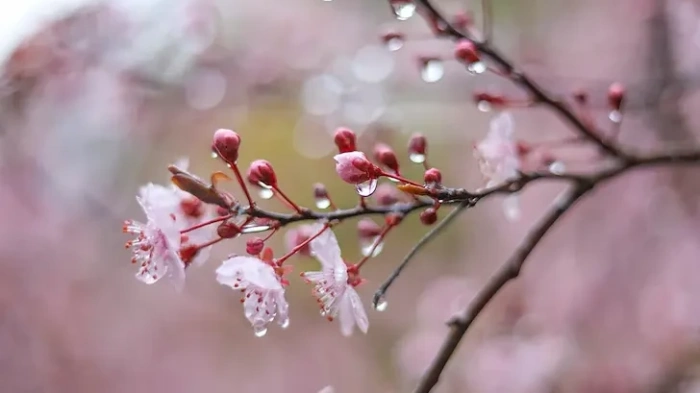 Дъжд на 1 май и по Гергьовден, средните температури през май - до 26°