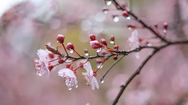 Дъжд на 1 май и по Гергьовден, средните температури през май - до 26°