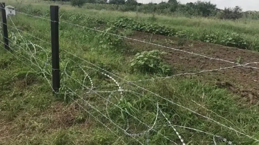 Оградата срещу чума по свинете се разпадна