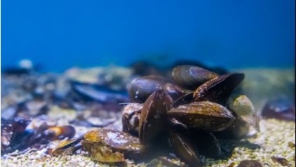 Черно море и война: Загинала е черната мида на дъното на морето