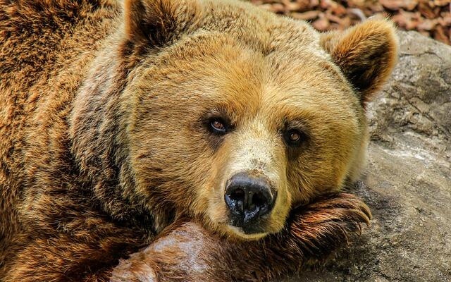 Туристите на Витоша да внимават: Мечка се появи край Симеоновския лифт